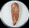 Bargain Raptor Tooth From Morocco - #14441-1